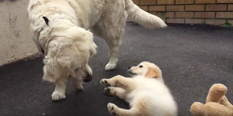 Adorable Labrador Pup Proves That Size Does NOT Matter When It Comes To Fun And Play!