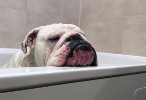 This Unimpressed Pooch Actually Loves Bath Time! You've Got To See This!