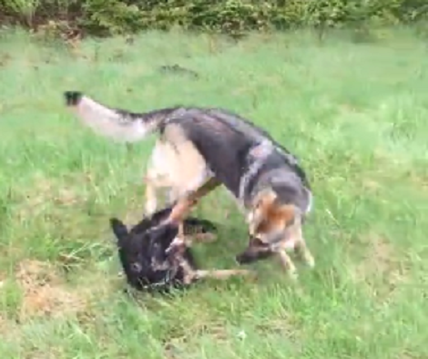 Watch How These Adorable Pups Learn How To Play Fight In The Wild!