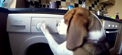 When You See How This Pup Helps His Mommy? This Is Incredible!