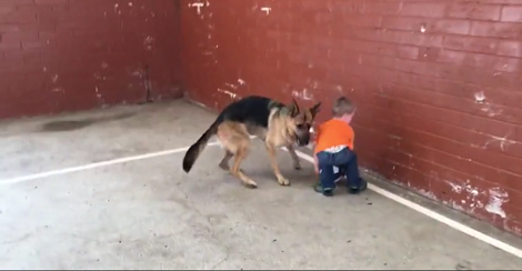 When You See What This German Shepherd And His Baby Brother Are Playing? Incredible!