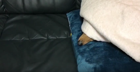 How This Adorable Pup Likes To Wake Up Every Morning Will Warm Your Heart!