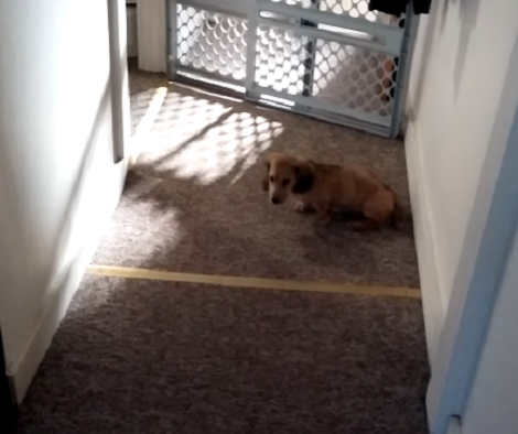 When You See What This Dachshund Pup Is Doing Right Now? This Is Hilarious!