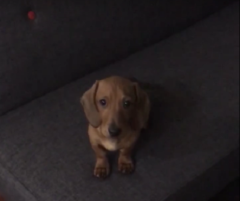 This Pup Is About To Make A Leap Of Faith. Will He Jump Or Will He Think Twice?