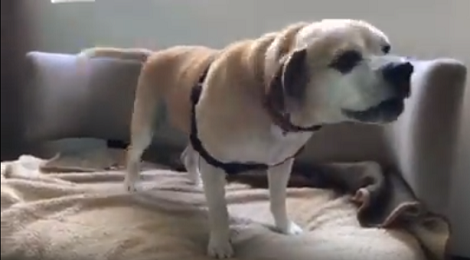 This Adorable Pup Is Looking For His Forever Loving Home - Can You Help Him?