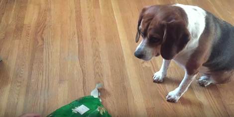 This Adorable Pup Is About To Open Her Christmas Present! Can You Guess What It Is?