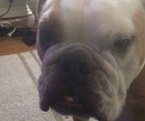 This Pup Has Had Enough With The Talk - It's Time To Play Dad!