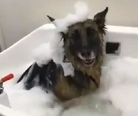 You're Going To Be So Jealous Of This Pup! And I Don't Blame You!