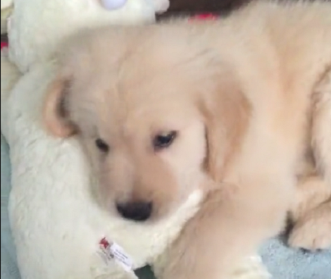They Bought A Toy For Their Golden Retriever. Seconds Later? OMG Hilarious!