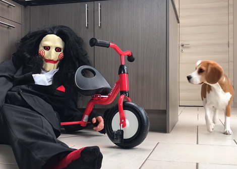 Watch How This Brave Pup Reacts After Meeting The Notorious Jigsaw!