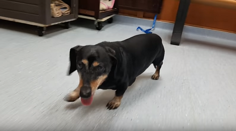 This Adorable Pup Is Up For Adoption. Let's Help Him Find His Loving Home