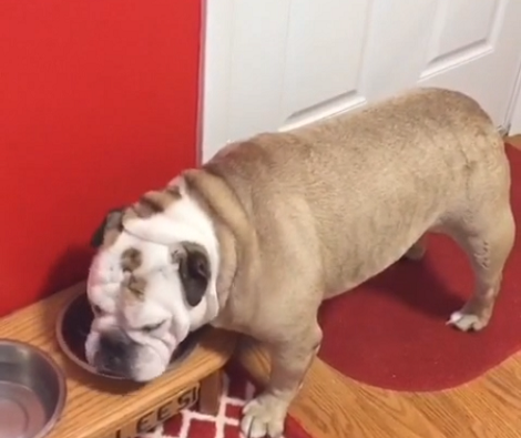 This Adorable Pup Can Tolerate Anything, But When This Song Comes On? Aww!