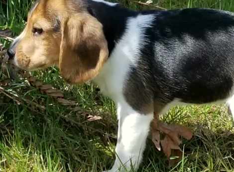 Dad Brought Home A New Puppy And This Footage Proves How Happy He Is!