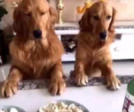 This Pup Is So Excited About His Meal He Actually Refused To Pray First! Awww!
