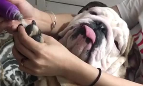 Watch How This Adorable Pup Enjoys Getting His Nails Groomed! I'm So Jealous!