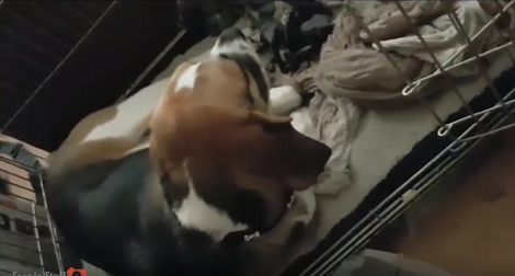 This Adorable Pup Is Guilty, But Too Stubborn To Admit It!