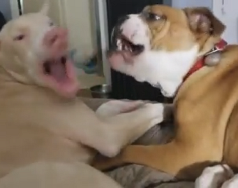 Watch How This Adorable Pup Convinces His Sibling To Play In The Morning!