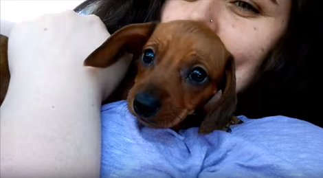 There's No Greater Joy Than Bringing Home An Adorable Puppy!