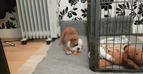 Their English Bulldog Pup Was Hiding Behind His Pen... What He Was Doing There? LOL!