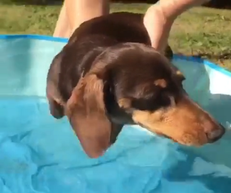 Watch How This Adorable Pup Swims In The Air While Hovering Above The Pool!