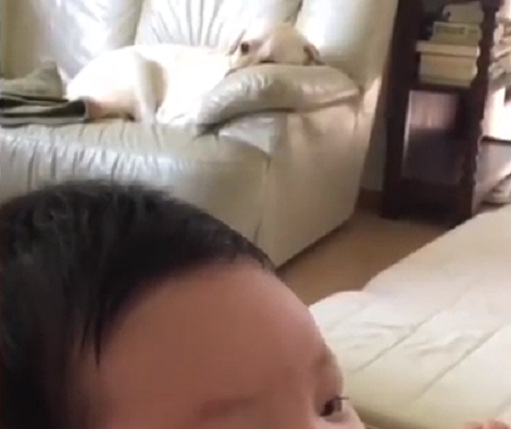 Sneaky Adorable Pup Finds A Way To Remain In The Spotlight When Mommy Films!