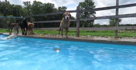 Watch How This Adorable Pup Learns How To Dive For The First Time... Awww!
