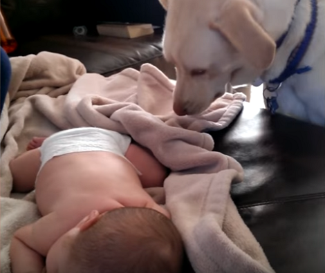 Watch How This Adorable Pup Covered His Baby Sibling With A Blanket!