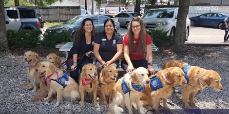When You See What These Golden Retrievers Are Doing In Orlando, You Won’t Be Able To Hold Back Tears