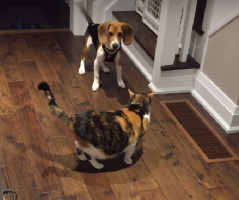 This Confused Pup Has No Idea What A Cat Is And Doesn't Know How To React!