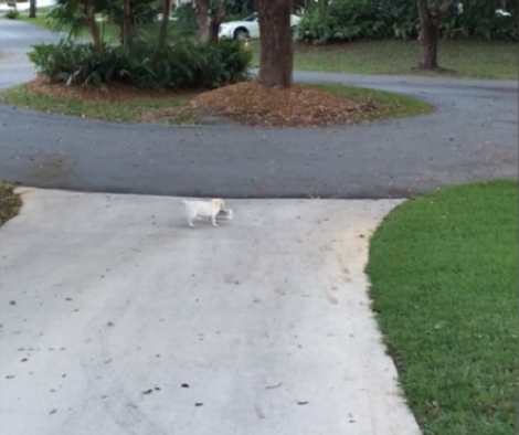 Their Labrador Pup Was Struggling With Something... What He Saw When He Got Closer? LOL!