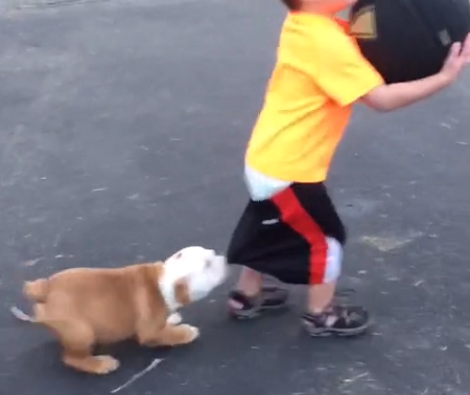 Watch How This Adorable Pup Pulls Down A Toddler's Shorts!