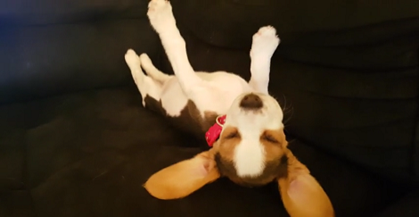 Adorable Pup Falls Asleep In The Most Cutest Way Ever! This Is Just Too Priceless!