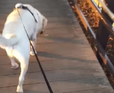 This Adorable Pup Absolutely Loves Taking A Walk With Mom!
