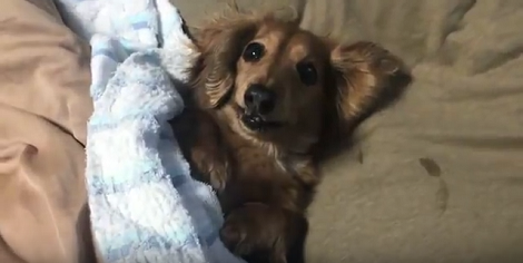This Adorable Pup Is Starring In A Short Film, And You'll Want To See This!