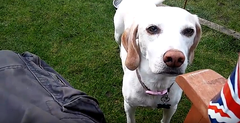 These Adorable Pups Are Lucky To Be So Close To Nature! What Do You Think?!