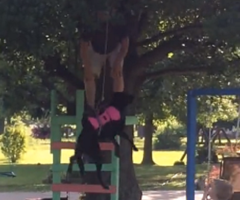 Have You Ever Had Your Personal Zipline? I Bet Not! This Adorable Pup Does!