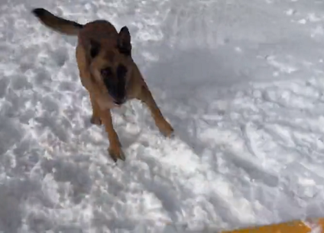 This Adorable Pup Has Problems With The Snow Shovel And His Reaction Is Priceless!