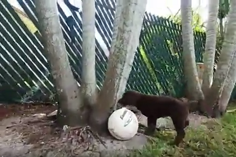 This Cute Pup Has Just One Mission In Mind - To Melt Your Heart! Awww!!