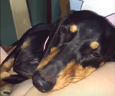 This Adorable Pup Played Around All Day And Now, This Is What They Saw Her Doing!