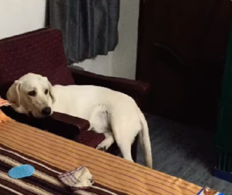 This Adorable Pup Has Just One Passion - To Watch News!