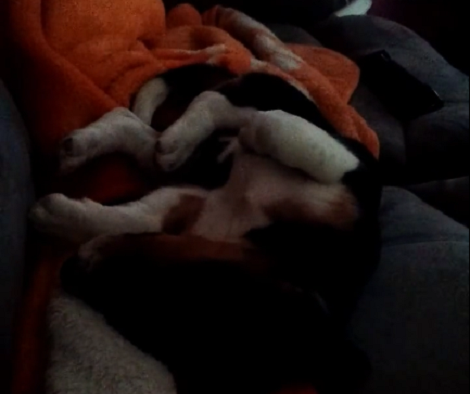This Beagle Pup Is Fast Asleep. But Wait A Few Seconds And You'll See Something Cute!