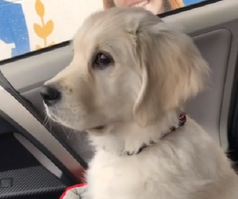 Moving Windshield Wipers Put Adorable Puppy Into A Hypnotic Trance!