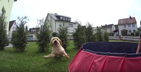 This Golden Retriever Pup Is Having So Much Fun Today I'm Almost Jealous!