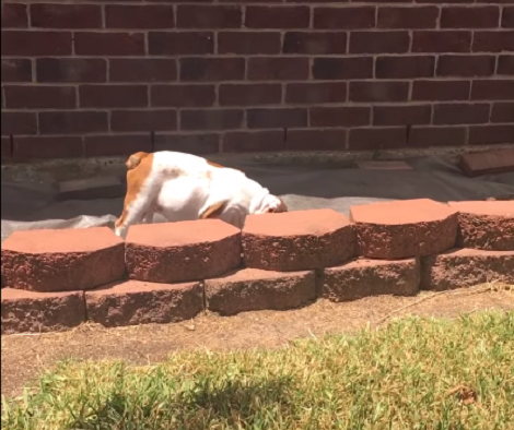 Adorable Pup Gets Curious So He Decides To Do A Little Bit Of Investigation!