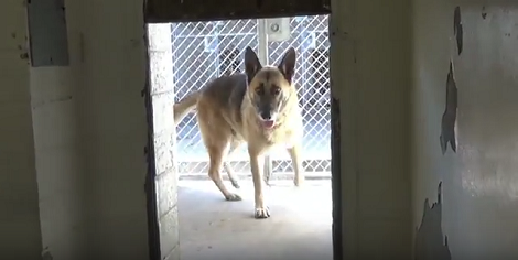 This Adorable Pup Is Up For Adoption, Let's Help Him Find A Loving Home