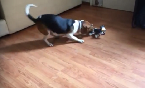 Adorable Pup Is Totally Confused After Seeing A Robotic Pet Toy!