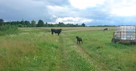 Curious Pup Meets A Big Cow For The First Time In His Life!