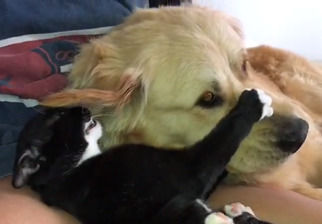 Kitty Runs Out Of Patience With Overly Attached Pup!