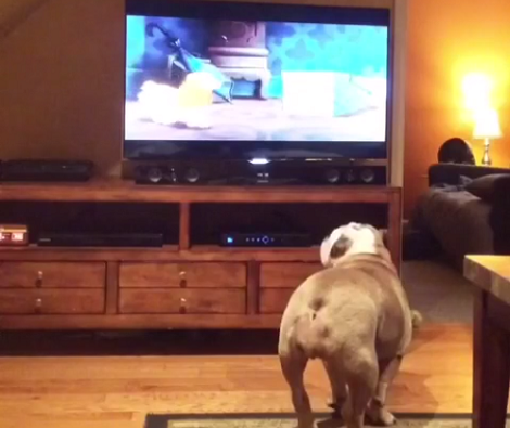 We've Got To Be Very Quiet Because This Pup Is Focused On His Movie!
