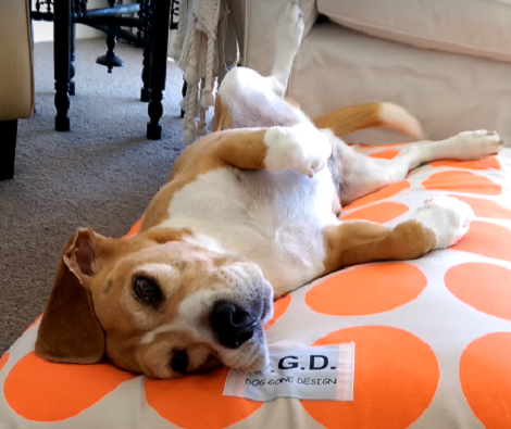 8 Fruits And Vegetables Your Dogs Will Definitely Love!